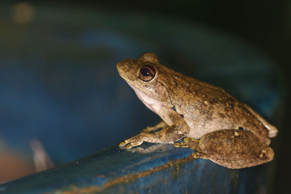 Roth’s Treefrog (Litoria rothii)