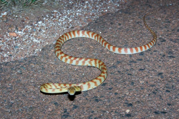 Eastern Brown Tree Snake (Boiga irregularis)