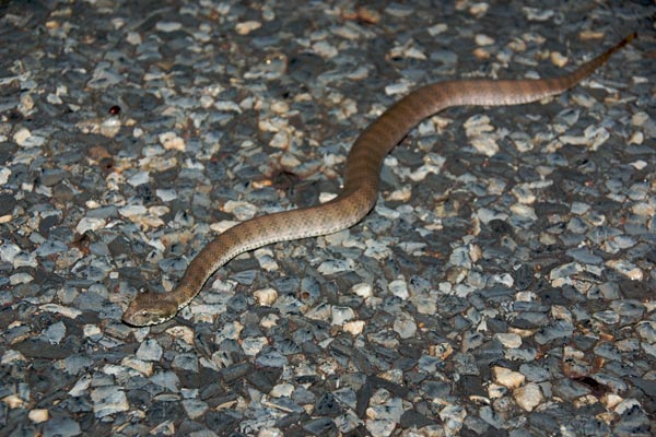 Papuan Death Adder (Acanthophis rugosus)