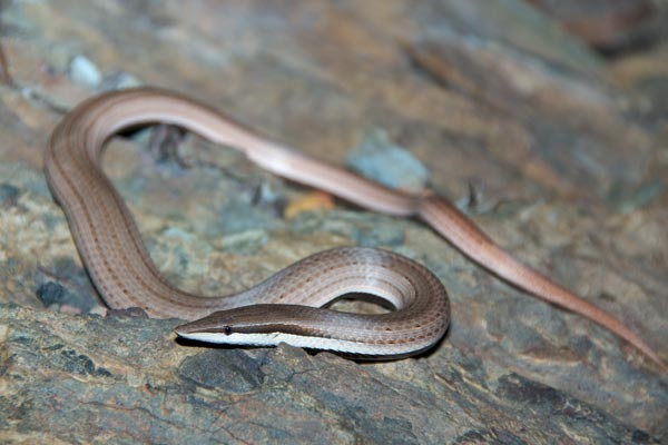 Burton’s Snake-lizard (Lialis burtonis)