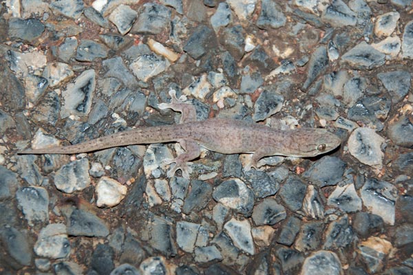 Northern Dtella (Gehyra australis)