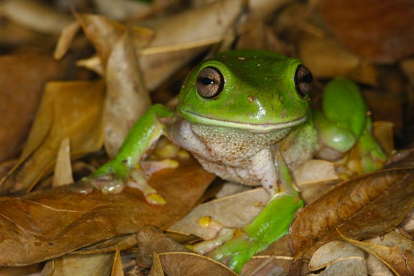 Green Treefrog (Ranoidea caerulea)