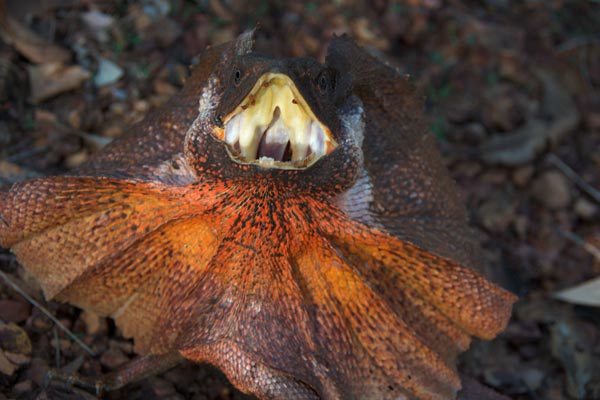 Frilled Lizard (Chlamydosaurus kingii)