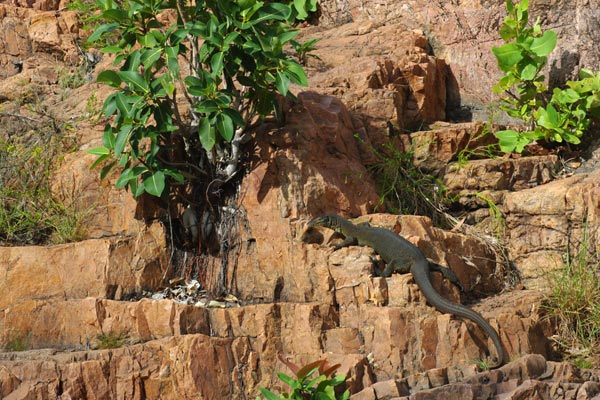 Merten’s Water Monitor (Varanus mertensi)