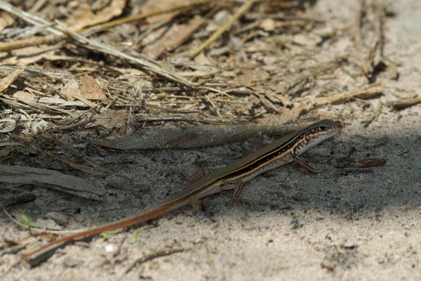 Lowlands Plain-backed Ctenotus (Ctenotus essingtonii essingtonii)