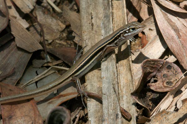 Lowlands Plain-backed Ctenotus (Ctenotus essingtonii essingtonii)