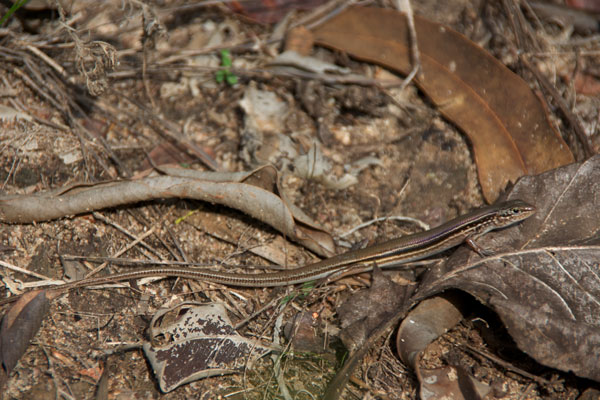 Lowlands Plain-backed Ctenotus (Ctenotus essingtonii essingtonii)