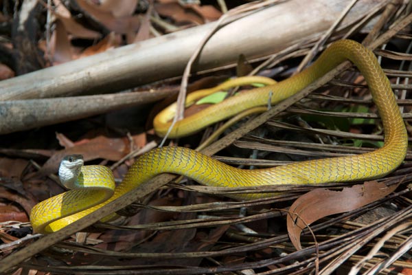 Green Tree Snake (Dendrelaphis punctulatus)