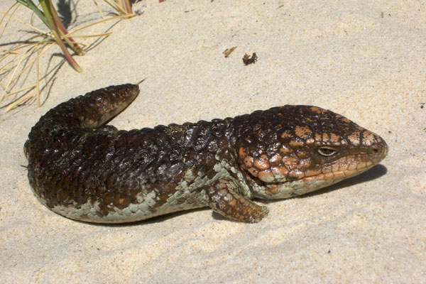 Common Shingleback (Tiliqua rugosa rugosa)