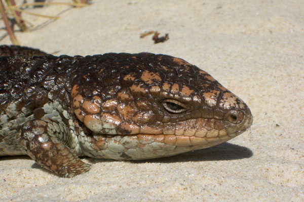 Common Shingleback (Tiliqua rugosa rugosa)