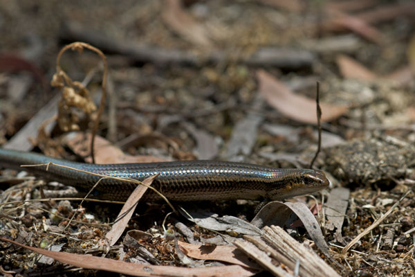 Western Three-lined Skink (Acritoscincus trilineatus)