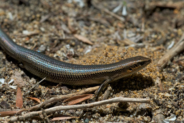 Western Three-lined Skink (Acritoscincus trilineatus)