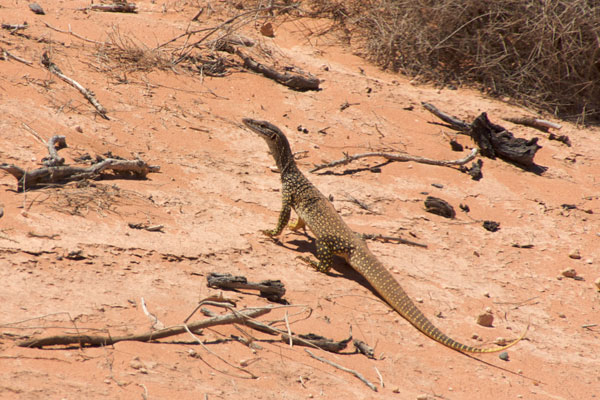 Gould’s Monitor (Varanus gouldii gouldii)