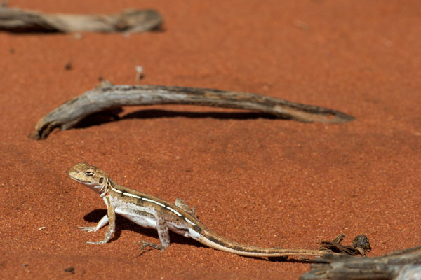 Spotted Military Dragon (Ctenophorus maculatus maculatus)