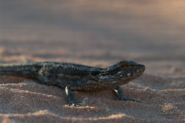 Dwarf Bearded Dragon (Pogona minor minor)