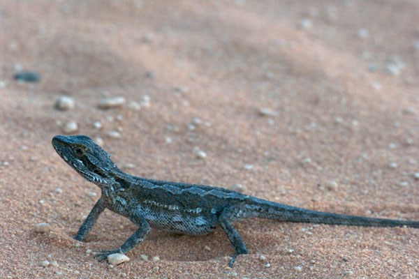 Dwarf Bearded Dragon (Pogona minor minor)