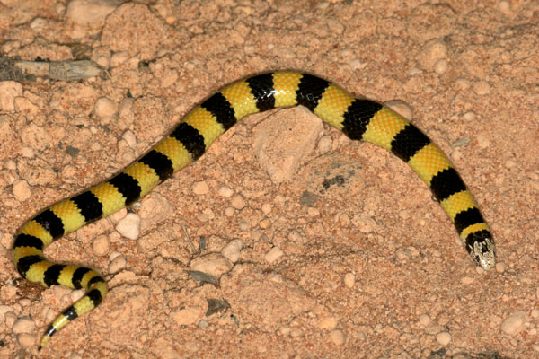 West Coast Banded Snake (Simoselaps littoralis)