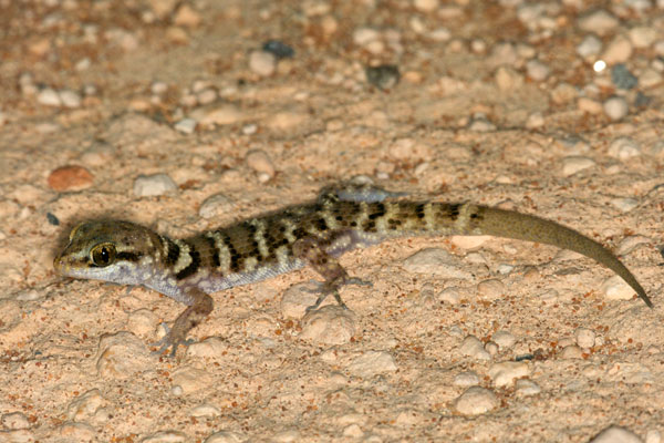 Bynoe’s Gecko (Heteronotia binoei)