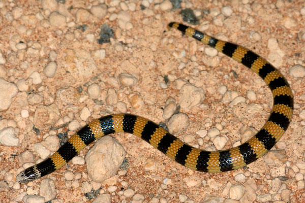 Jan’s Banded Snake (Simoselaps bertholdi)