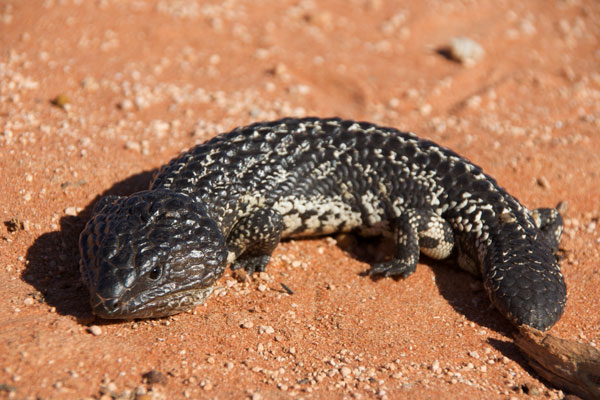 Shark Bay Shingleback (Tiliqua rugosa palarra)