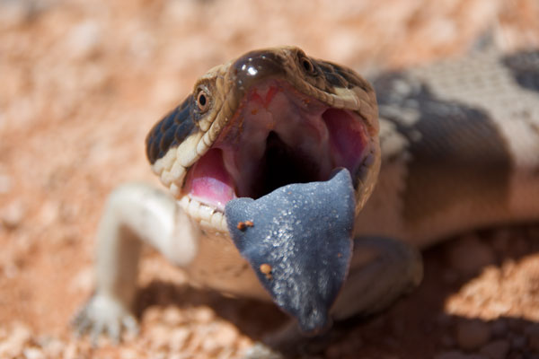 Western Blue-tongued Skink (Tiliqua occipitalis)