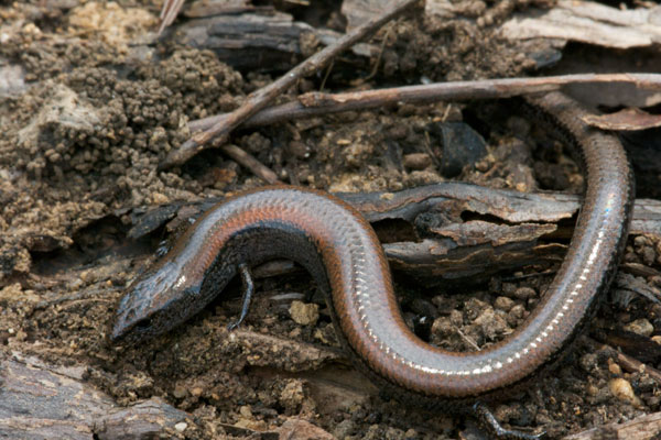 Southwestern Earless Skink (Hemiergis initialis initialis)