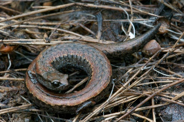 California Slender Salamander (Batrachoseps attenuatus)