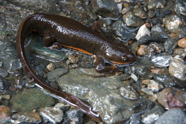 Rough-skinned Newt (Taricha granulosa)