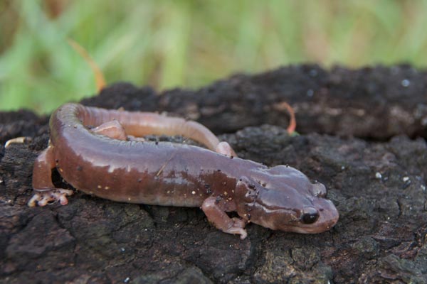 Arboreal Salamander (Aneides lugubris)