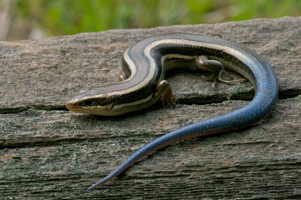 Skilton’s Skink (Plestiodon skiltonianus skiltonianus)