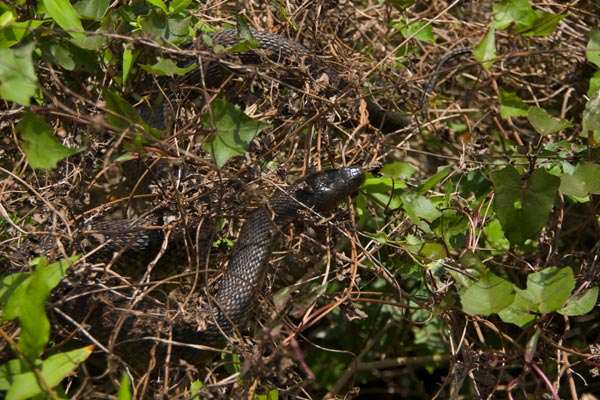 Florida Green Watersnake (Nerodia floridana)