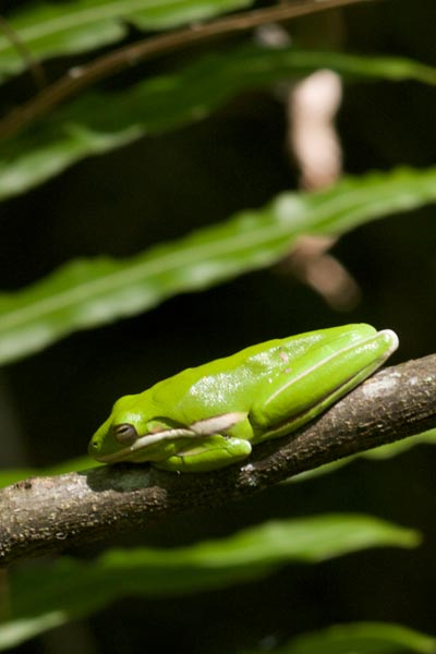 Green Treefrog (Hyla cinerea)