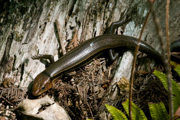 Southeastern Five-lined Skink (Plestiodon inexpectatus)