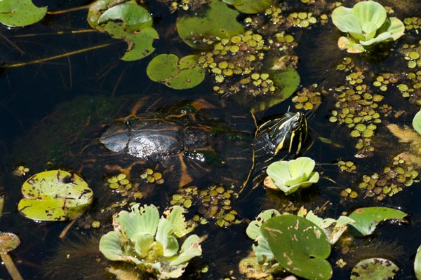 Peninsula Cooter (Pseudemys peninsularis)