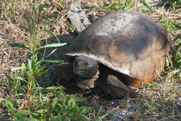 Gopher Tortoise (Gopherus polyphemus)