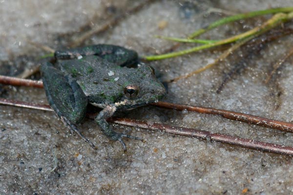 Southern Cricket Frog (Acris gryllus)