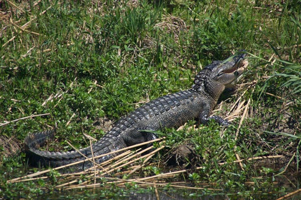 American Alligator (Alligator mississippiensis)