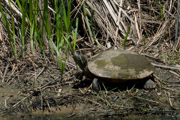 Red-eared Slider (Trachemys scripta elegans)