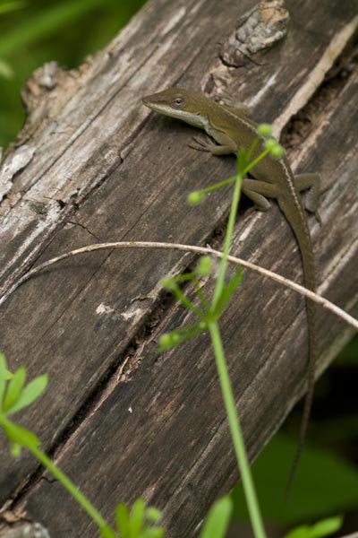 Green Anole (Anolis carolinensis)