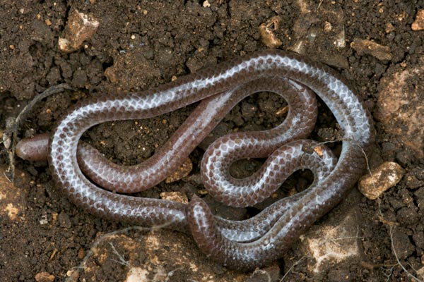 Plains Threadsnake (Rena dulcis dulcis)