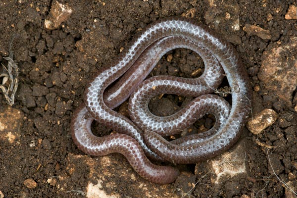 Plains Threadsnake (Rena dulcis dulcis)