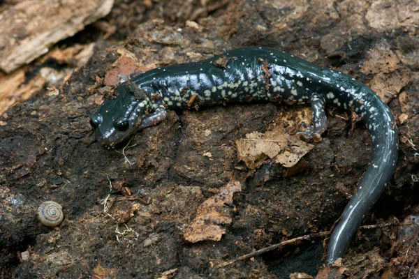 Western Slimy Salamander (Plethodon albagula)