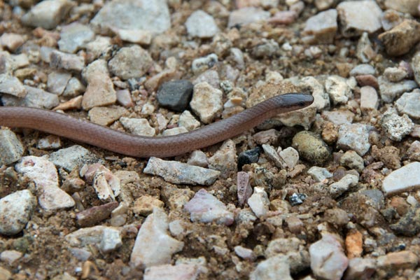 Flat-headed Snake (Tantilla gracilis)