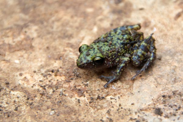 Cliff Chirping Frog (Eleutherodactylus marnockii)