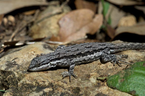 Texas Tree Lizard (Urosaurus ornatus ornatus)