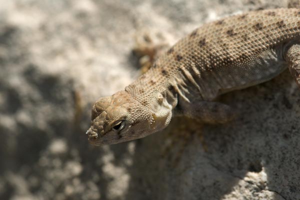 Big Bend Canyon Lizard (Sceloporus merriami annulatus)