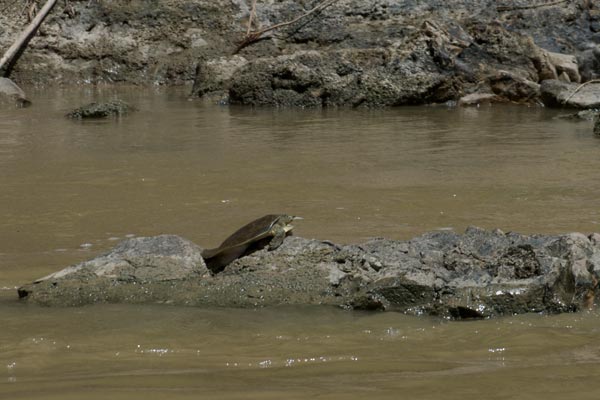 Texas Spiny Softshell (Apalone spinifera emoryi)