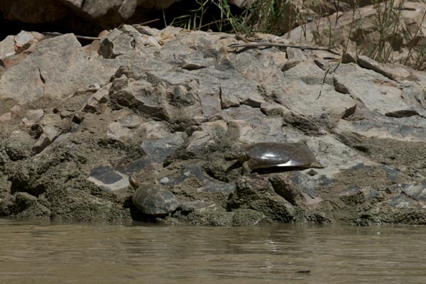 Texas Spiny Softshell (Apalone spinifera emoryi)