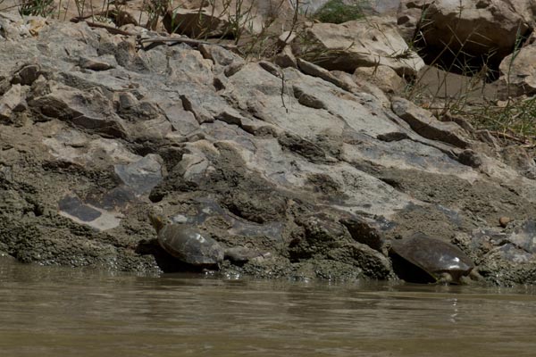 Texas Spiny Softshell (Apalone spinifera emoryi)