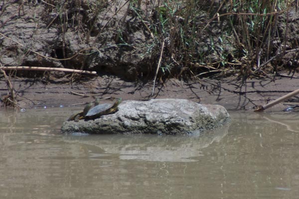 Big Bend Slider (Trachemys gaigeae gaigeae)